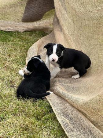 Image 32 of READY NOW Two border collie puppies, two girls!!