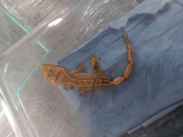 Image 4 of Crested Gecko's for sale