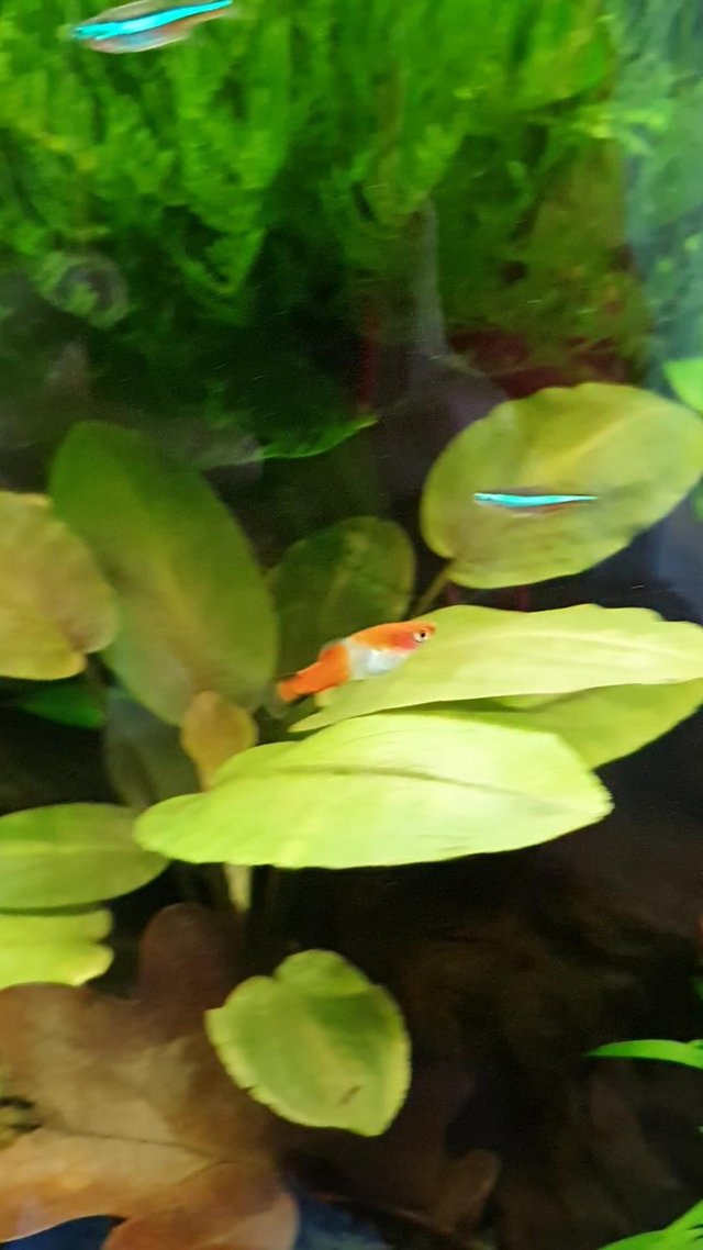 Preview of the first image of Koi Guppy and Koi Swordtail Juveniles.