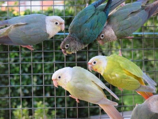 Image 5 of Mutation Greencheek Conures for sale.