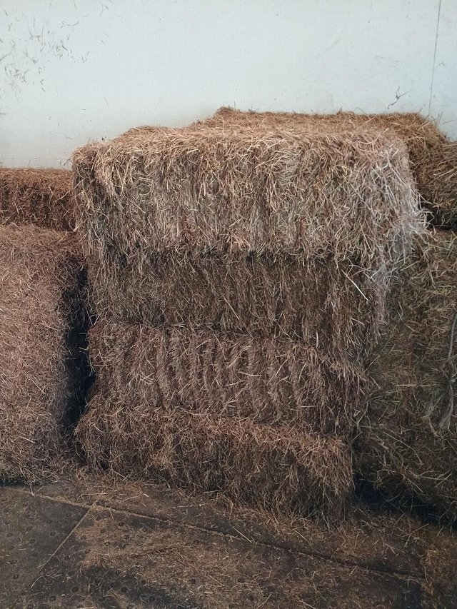 Preview of the first image of Quality Meadow Hay Bales  VERY HEAVY BALES good 4 laminitics.