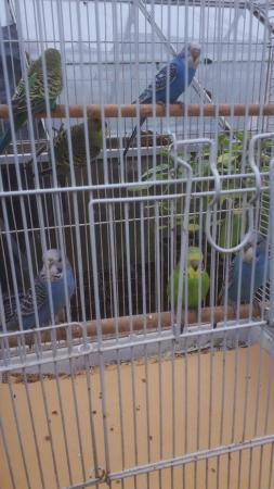 Image 2 of 7   x3mth old budgies for sale ..£35 for all