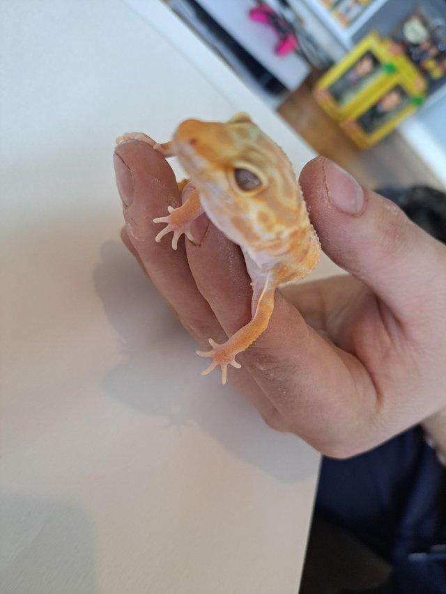 Preview of the first image of Rainwater Het Bae Leopard Gecko.
