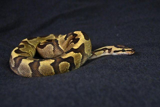 Image 4 of Ball Python Leopard Fire Enchi Yellowbelly Pos Het Clown.