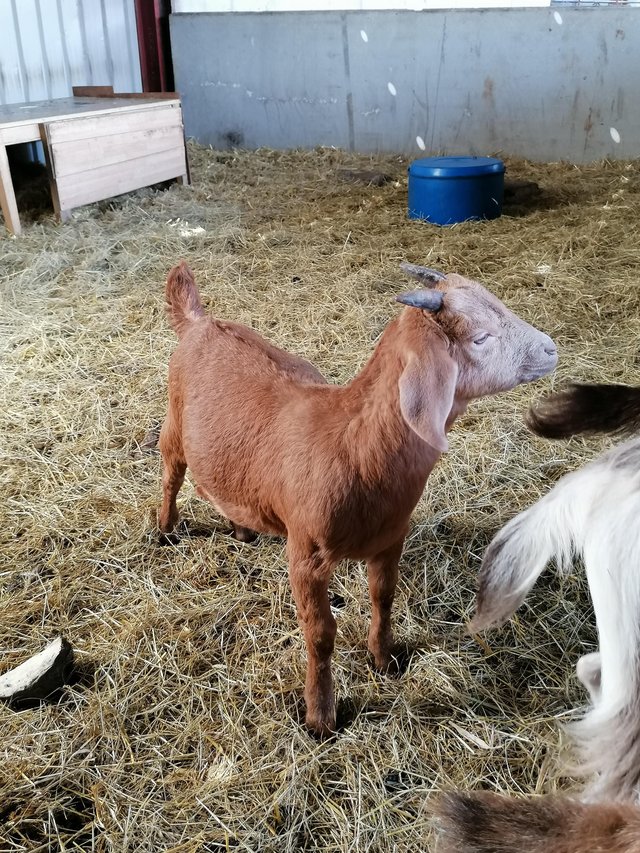 Preview of the first image of Goat kids - 3/4 boer 1/4 brittish toggenburg.