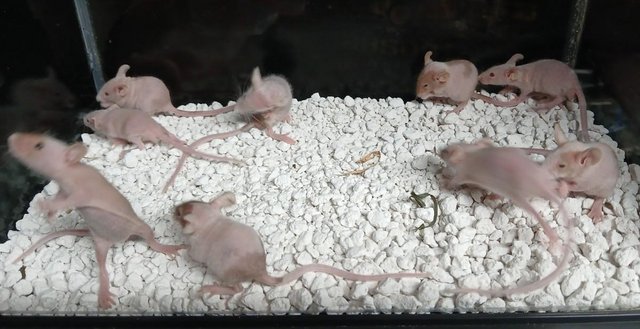 Image 6 of Naked Mice , Males and Females