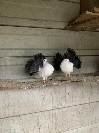 Image 4 of Beautiful German Exhibition Fantail pigeons