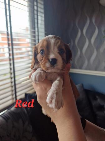 Image 10 of Cavalier king charles spaniel puppies