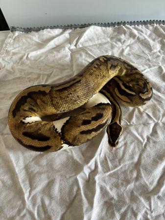 Image 13 of Various royal pythons for sale