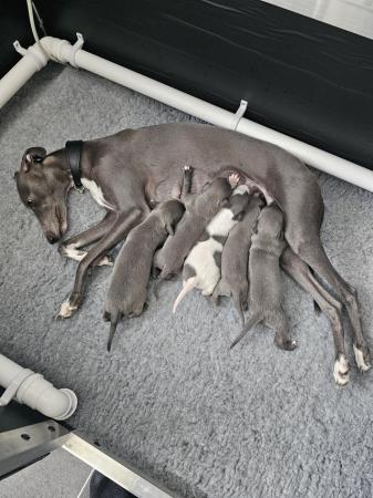 Image 1 of Whippet kc reg puppiesavailable