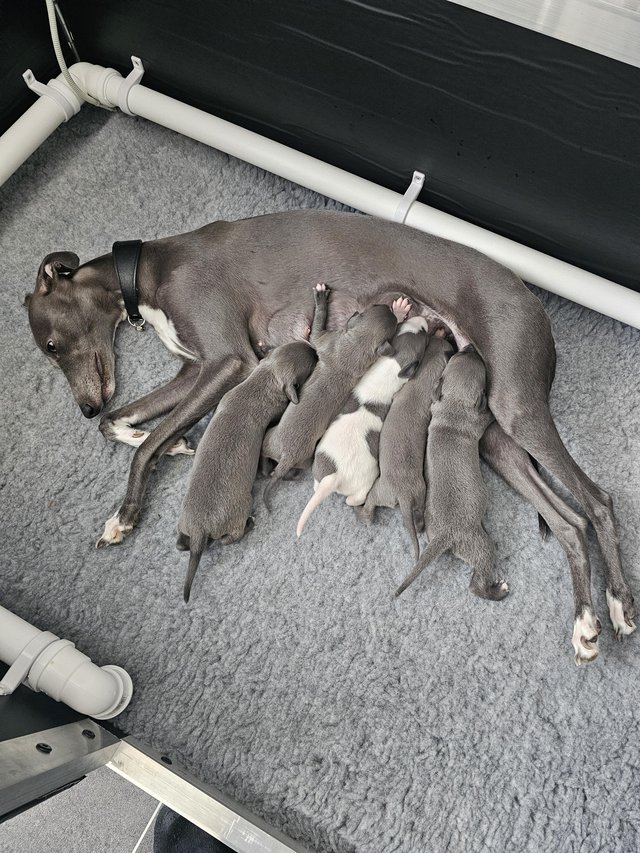 Preview of the first image of Whippet kc reg puppiesavailable.
