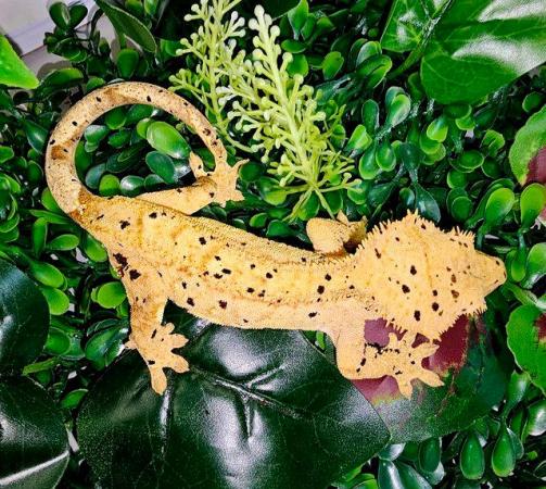 Image 4 of Cb23 Crested Geckos & Chameleon Geckos For Sale