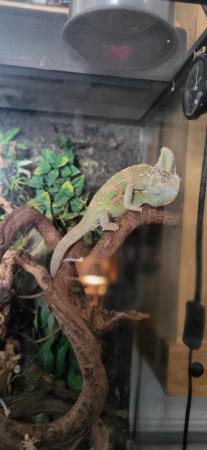Image 5 of 2YR OLD CHAMELEON EVERYTHING INCLUDED