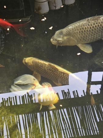 Image 2 of Koi fish for sale closing down my pond