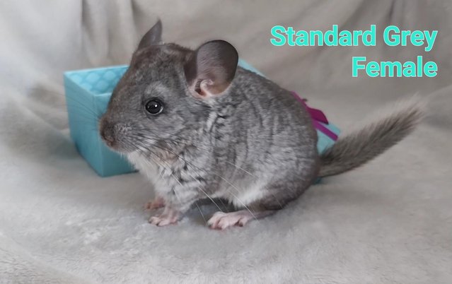 Image 6 of Chinchilla Kits, various for sale
