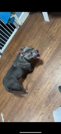 Image 3 of 19 month oldblue/white American pocket bully