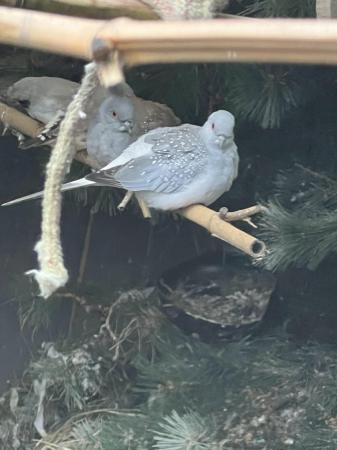 Image 5 of Proven pair of diamond doves and two of there chicks