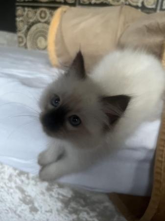 Image 8 of Stunning ragdoll kittens looking for the best homes