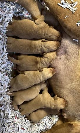 Image 8 of gorgeous fox red Labrador puppies , last 2 available