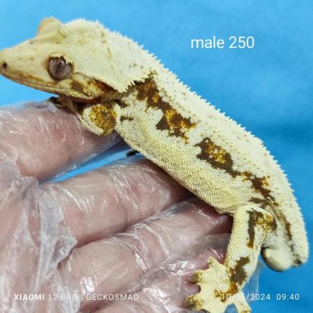 Image 4 of Reducing the male crested geckos in my collection