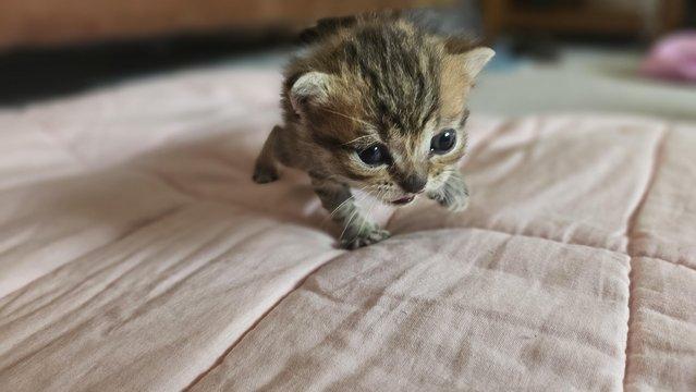 Image 6 of Stunning British Shorthair Kittens
