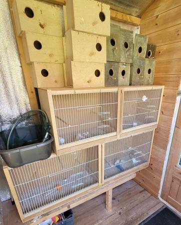 Image 4 of Budgies & breeding cages for sale