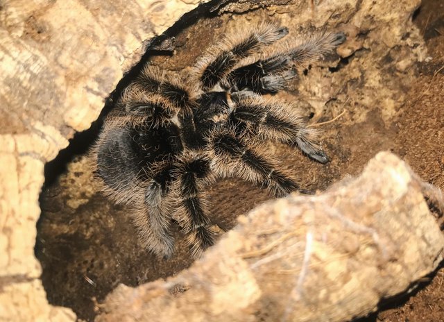 Preview of the first image of Adult female Tliltocatl Albopilosus Nicaragua Or curly hair.