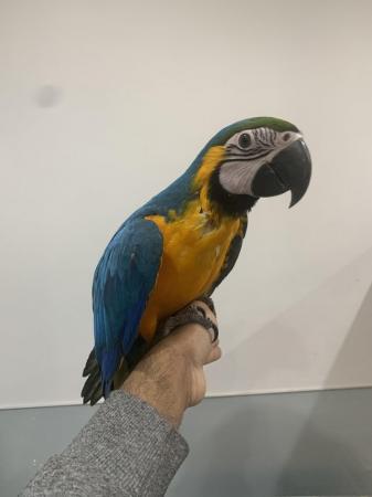 Image 10 of Baby HandReared Silly Tame Cuddly Blue & Gold Macaw