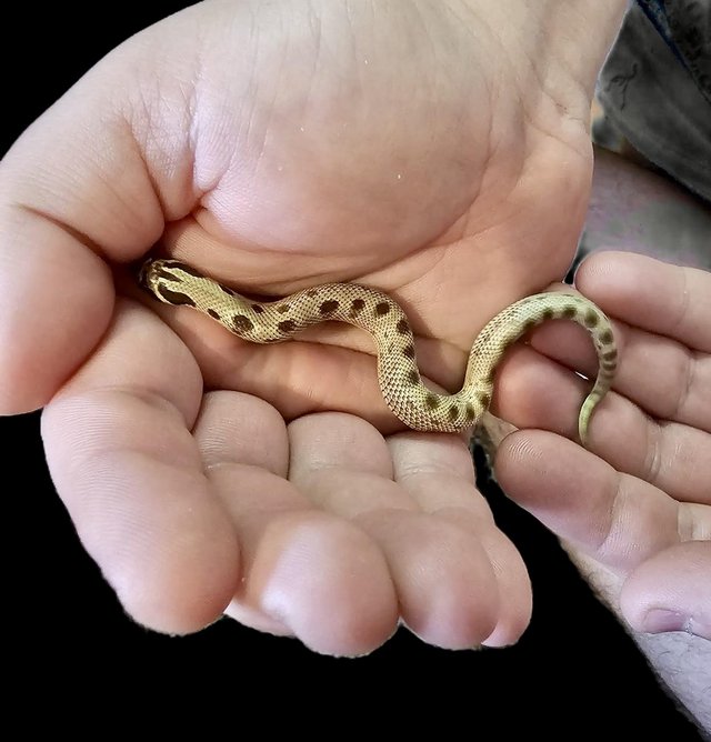 Preview of the first image of Western Hognose Snakes Cb23/Cb24.