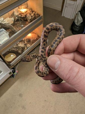 Image 4 of Male 2023 Spotted Python for sale