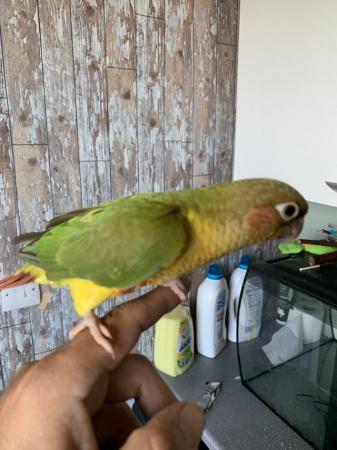 Image 4 of Babies conure x3 hand reared and tamed