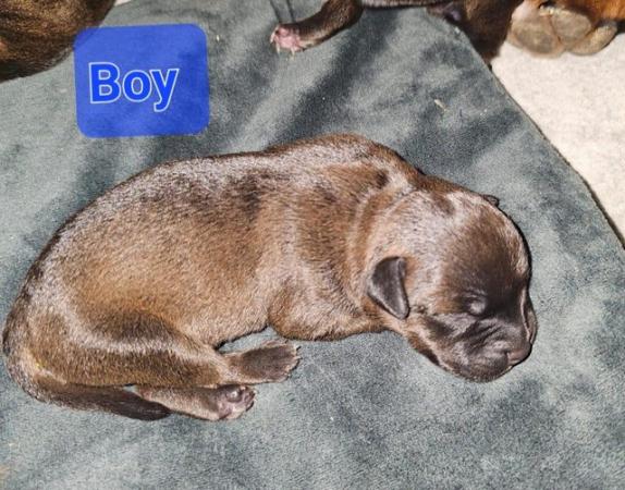 Image 6 of Staffordshire bull terrier puppies 5 girls 2 boys