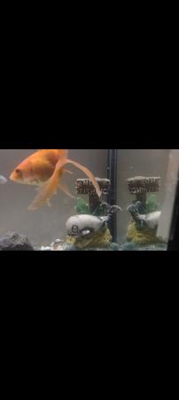 Image 1 of Fish tank with fish and accessories