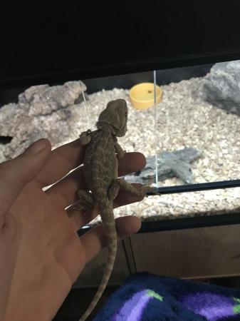 Image 3 of Bearded Dragon Still A Baby
