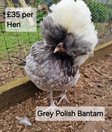 Image 14 of POL Hybrid Hens & Pure Breed Bantams for sale