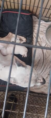 Image 5 of Staffordshire bull terrier pups
