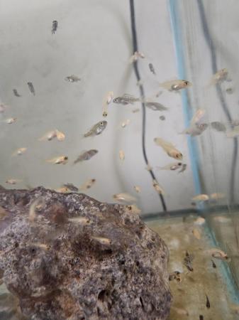 Image 15 of 3-6 month old african cichlid for sale