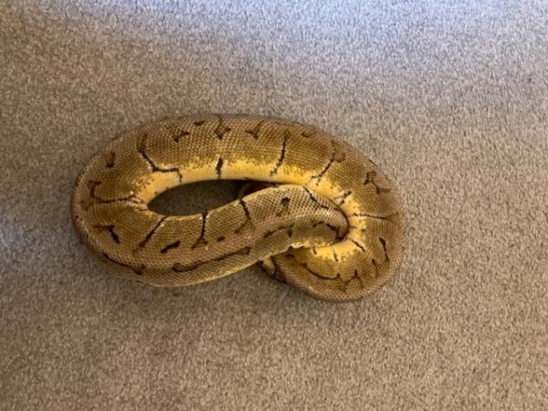Image 2 of Ball pythons for rehome Plymouth