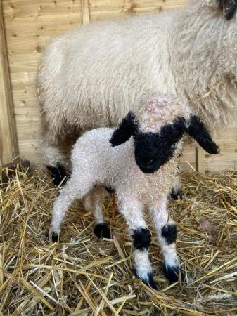 Image 4 of Registered Valais Blacknose Ram Lamb - great genetics ??