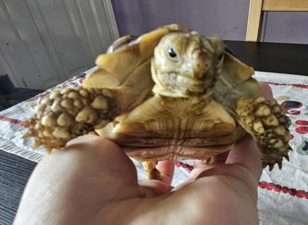 Image 9 of Sulcata Tortoise sex unknown