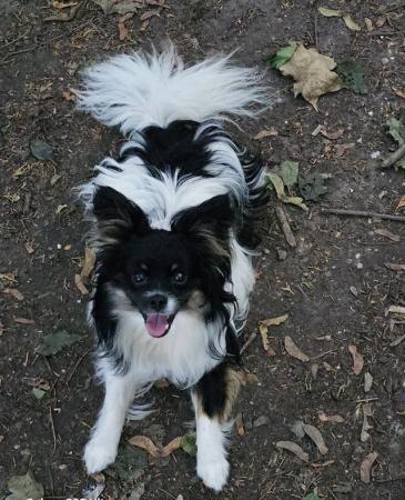 Image 11 of poodle x papillon puppies