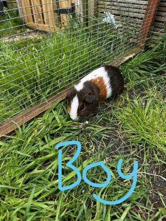 Image 2 of Male Guinea Pigs for sale
