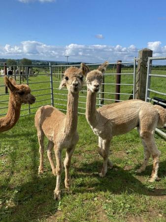 Image 3 of Group of 3 lovely pet male alpacas .