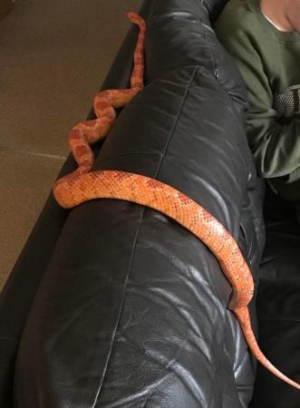 Image 7 of 3 corn snakes want forever home