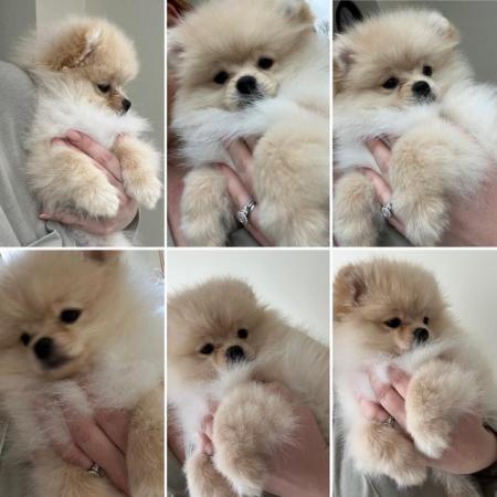 Image 1 of gorgeous Teddy bear Pomeranian puppies