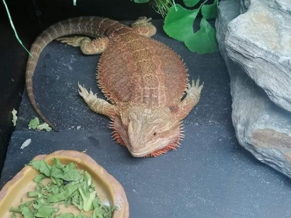 Image 4 of Bearded dragon and full set up
