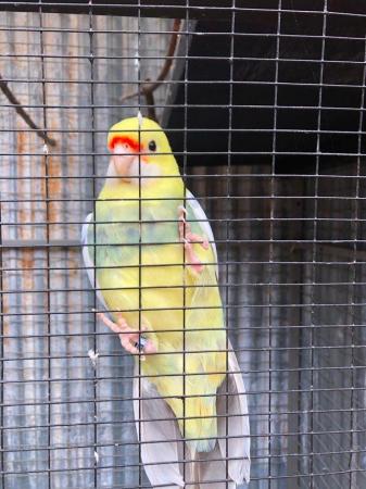 Image 1 of Adult Pied Pennant for sale,aviary bird