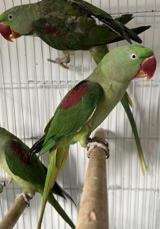 Image 3 of Beautiful Big Tame & Breeding Alexandrine Talking Parrots