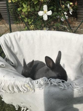 Image 5 of 8 week old netherland dwarf baby rabbits ready now last 2