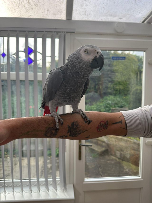 Preview of the first image of African Grey Parrot Tame and Talking!.